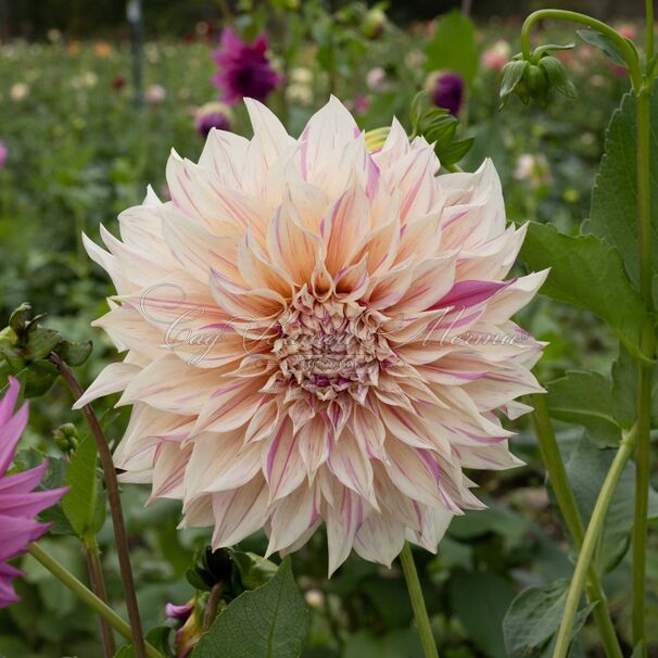 Георгин Кафе о Лейт Твист (Dahlia Cafe au Lait Twist) - фото 3