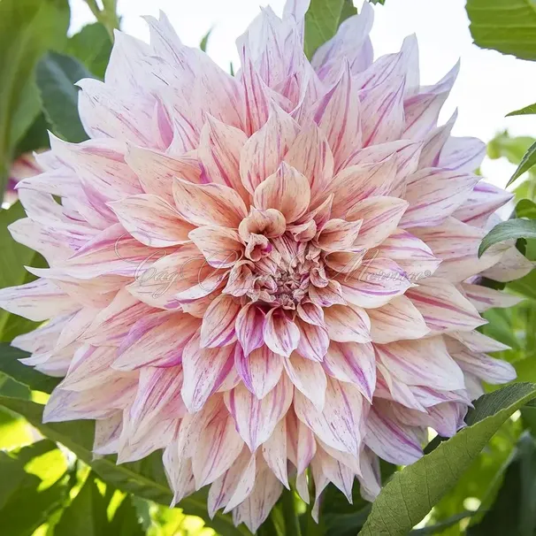 Георгин Кафе о Лейт Твист (Dahlia Cafe au Lait Twist) - фото 4