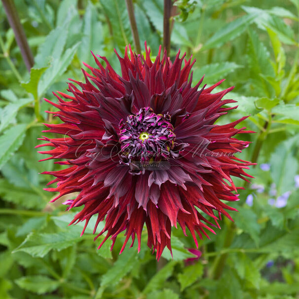 Георгин Кенора Макоп-Б (Dahlia Kenora Macop-b) — фото 2