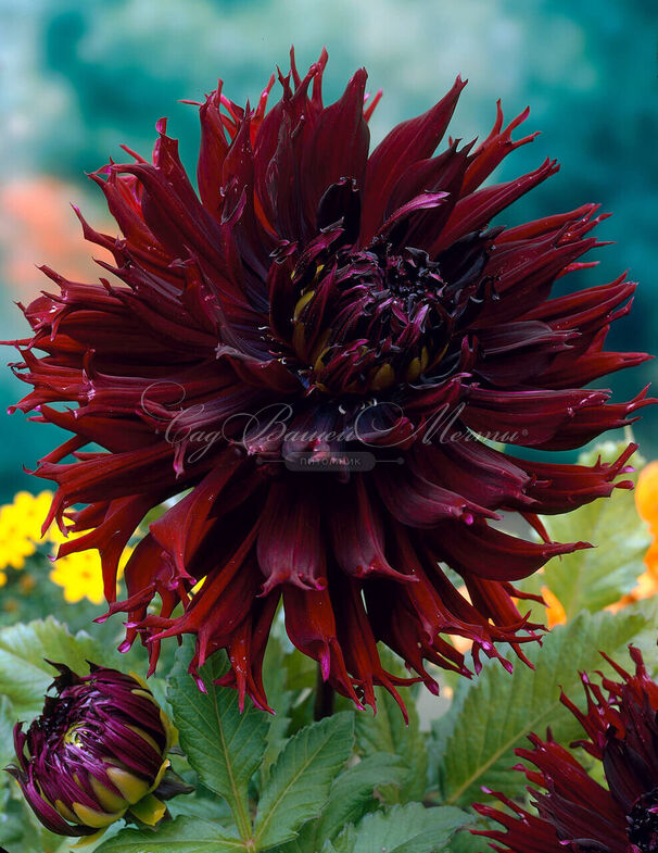 Георгин Кенора Макоп-Б (Dahlia Kenora Macop-b) — фото 4