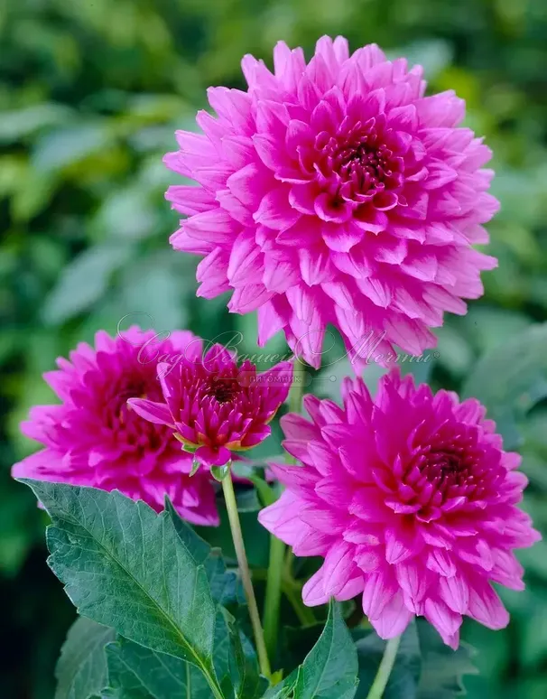 Георгин Клодетт (Dahlia Claudette) — фото 2