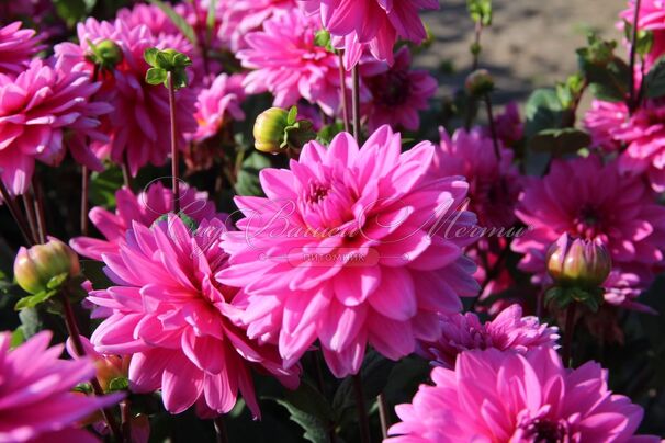 Георгин Клодетт (Dahlia Claudette) — фото 3