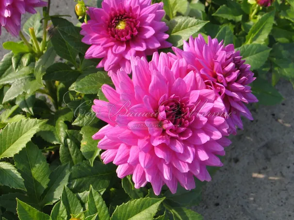 Георгин Клодетт (Dahlia Claudette) — фото 4
