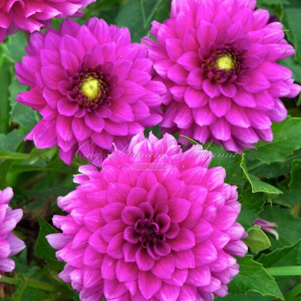 Георгин Клодетт (Dahlia Claudette) — фото 5