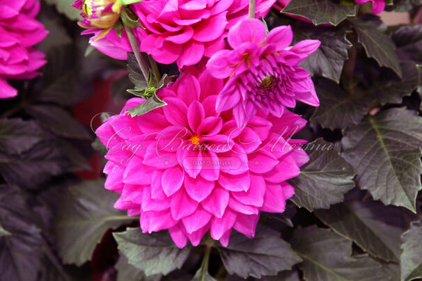 Георгин Клодетт (Dahlia Claudette) — фото 6