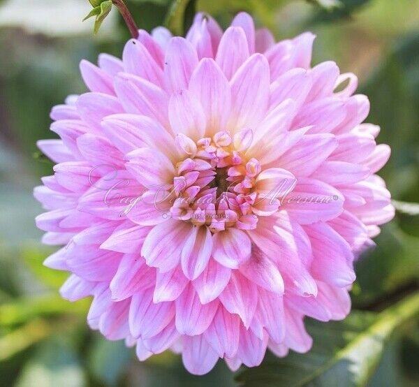 Георгин Колорфул Инвестмент (Dahlia Colorful Investment) — фото 2