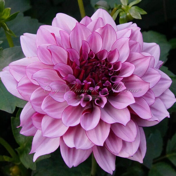 Георгин Крем де Кассис (Dahlia Creme de Cassis) — фото 2