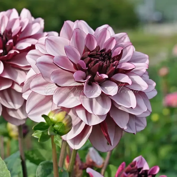 Георгин Крем де Кассис (Dahlia Creme de Cassis) — фото 3