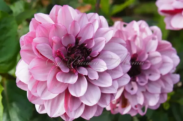 Георгин Крем де Кассис (Dahlia Creme de Cassis) — фото 4