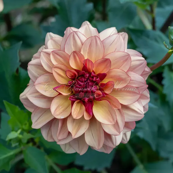 Георгин Крем де Коньяк (Dahlia Creme de Cognac) — фото 2