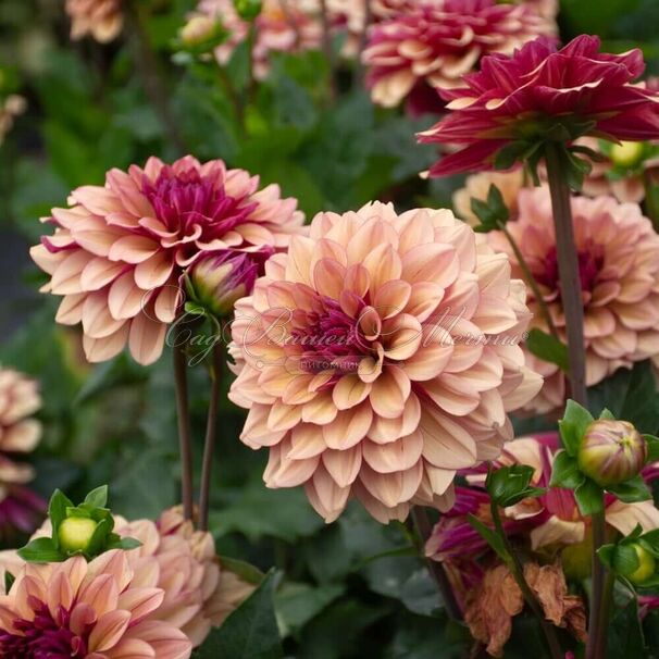 Георгин Крем де Коньяк (Dahlia Creme de Cognac) — фото 3