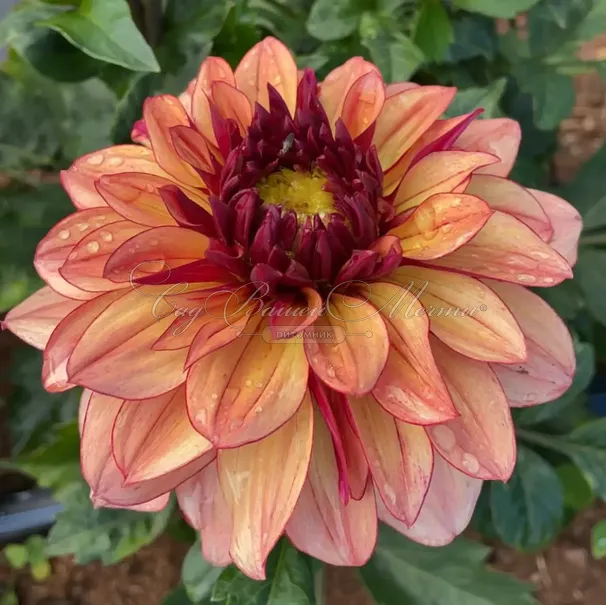 Георгин Крем де Коньяк (Dahlia Creme de Cognac) — фото 4