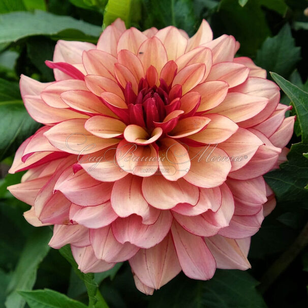 Георгин Крем де Коньяк (Dahlia Creme de Cognac) — фото 5