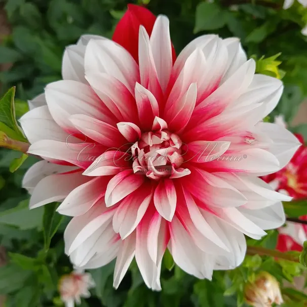 Георгин Кэтчинг Фаер (Dahlia Catching Fire) — фото 2