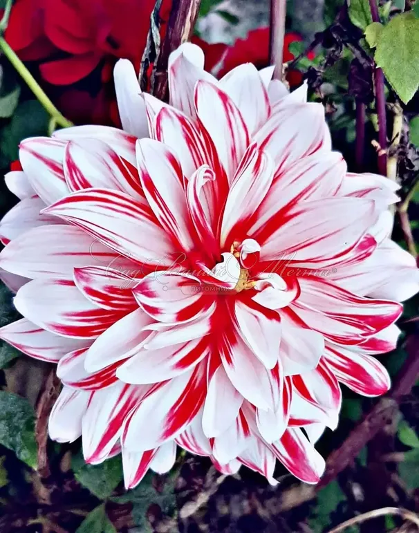 Георгин Кэтчинг Фаер (Dahlia Catching Fire) — фото 3