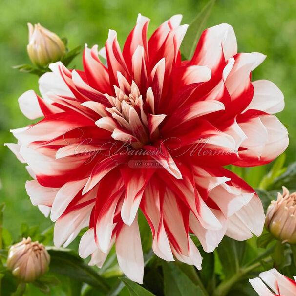 Георгин Кэтчинг Фаер (Dahlia Catching Fire) — фото 4