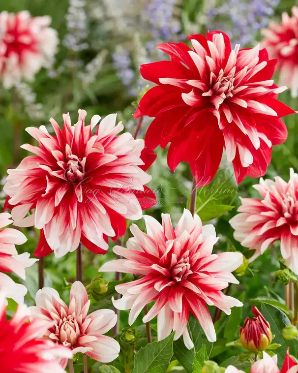 Георгин Кэтчинг Фаер (Dahlia Catching Fire) — фото 5