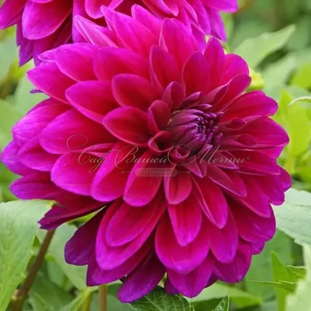 Георгин Ле Барон (Dahlia Le Baron) — фото 2