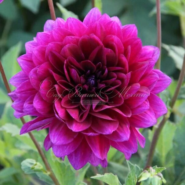 Георгин Ле Барон (Dahlia Le Baron) — фото 3