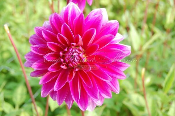 Георгин Ле Барон (Dahlia Le Baron) — фото 4
