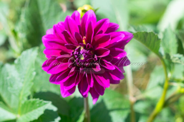 Георгин Ле Барон (Dahlia Le Baron) — фото 5