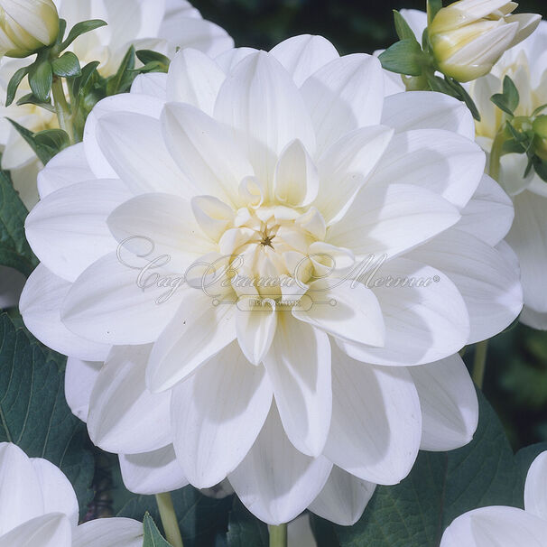 Георгин Ле Кастел (Dahlia Le Castel) — фото 2