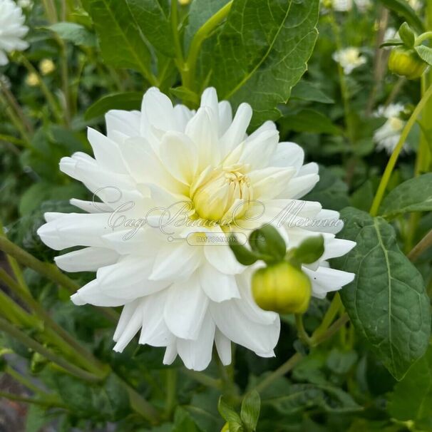 Георгин Ле Кастел (Dahlia Le Castel) — фото 3