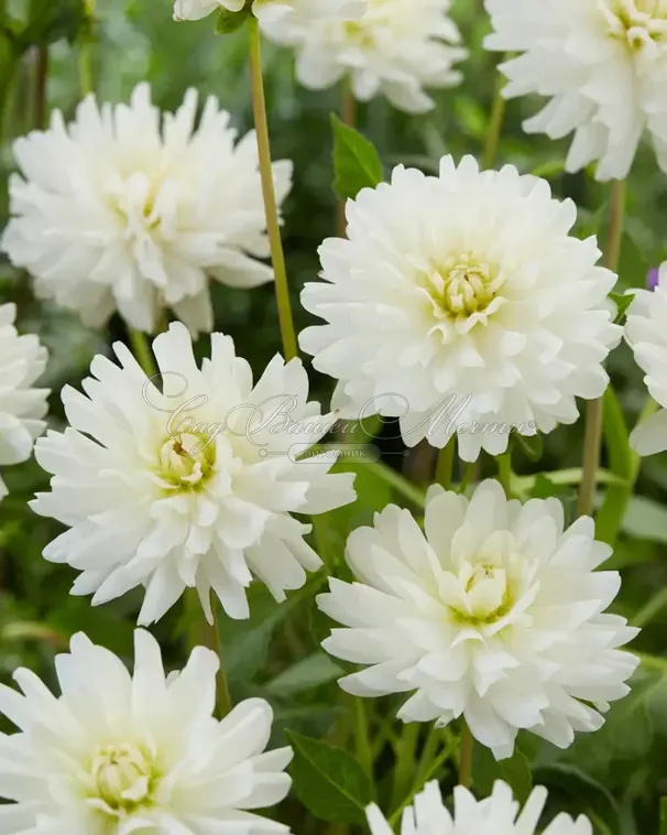 Георгин Ле Кастел (Dahlia Le Castel) — фото 4