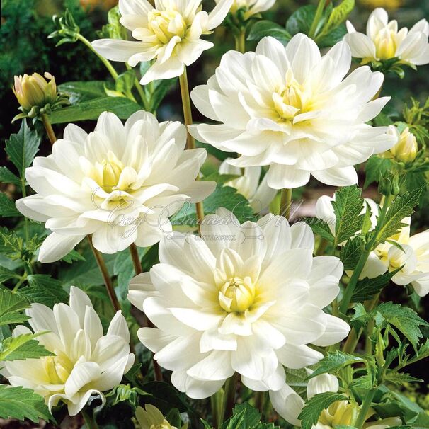 Георгин Ле Кастел (Dahlia Le Castel) — фото 5