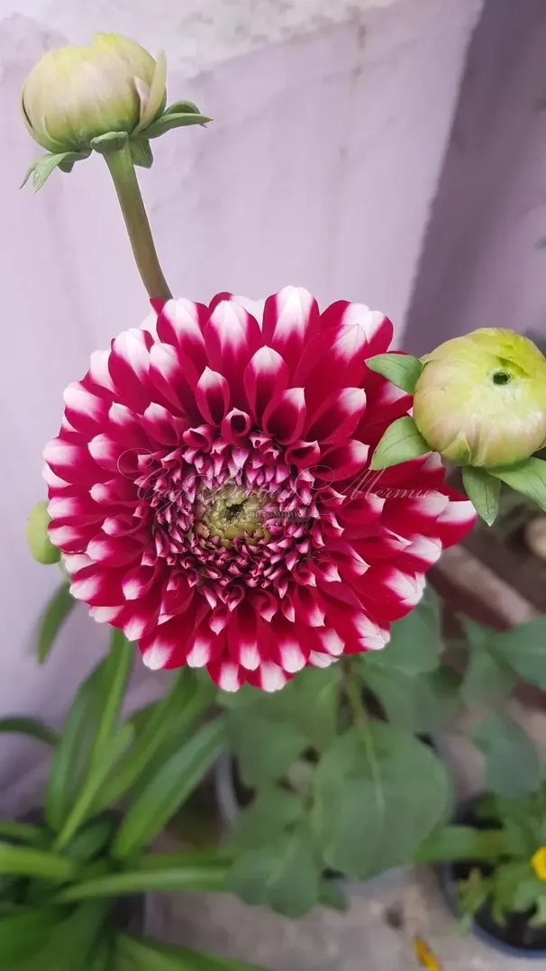 Георгин Литл Вильям (Dahlia Little William) — фото 2