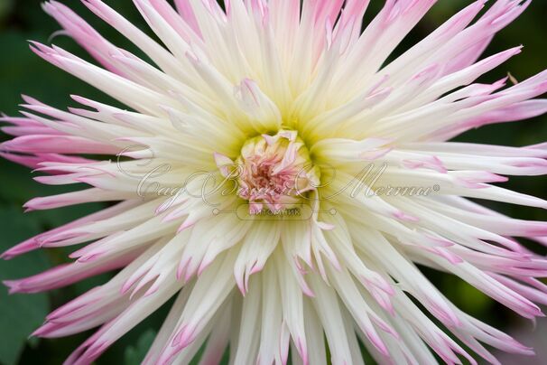 Георгин Марлин Джой (Dahlia Marlene Joy) — фото 2