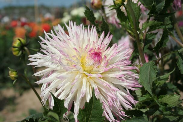 Георгин Марлин Джой (Dahlia Marlene Joy) — фото 3