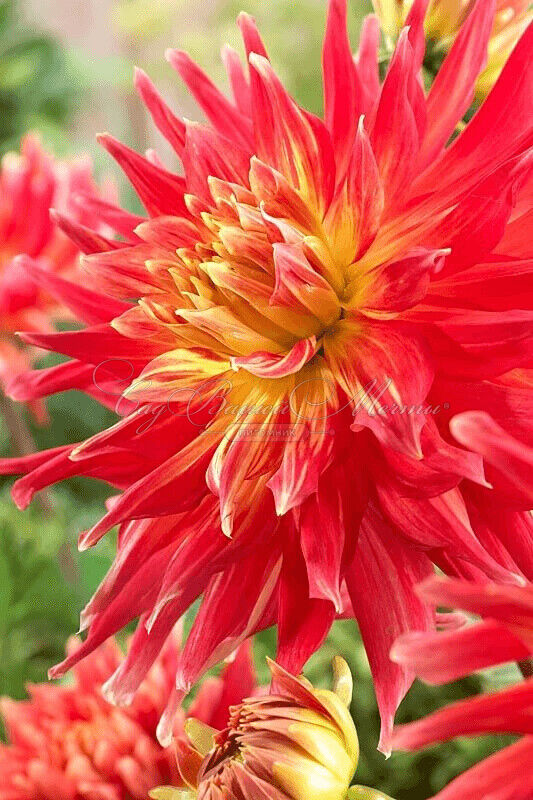 Георгин Марта (Dahlia Marta) — фото 2