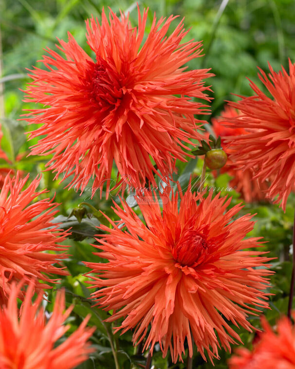 Георгин Мелз Оранж Мармелад (Dahlia Mel's Orange Marmalade) — фото 3