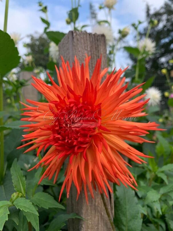 Георгин Мелз Оранж Мармелад (Dahlia Mel's Orange Marmalade) — фото 5