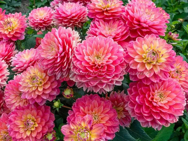 Георгин Мелоди Алегро (Dahlia Melody Allegro) — фото 3