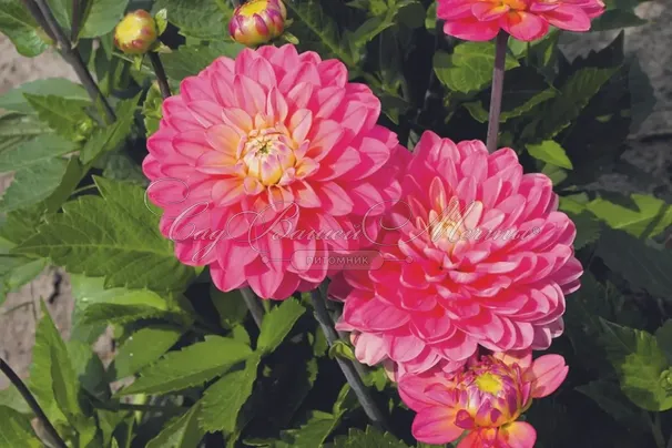 Георгин Мелоди Алегро (Dahlia Melody Allegro) — фото 4