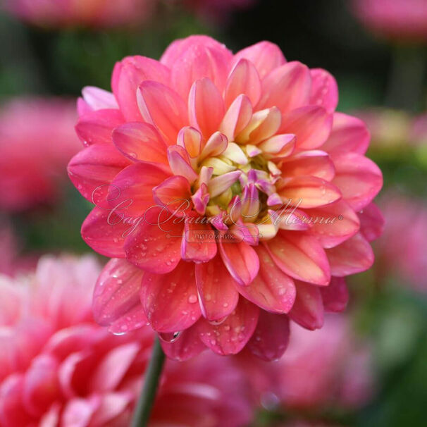 Георгин Мелоди Алегро (Dahlia Melody Allegro) — фото 5