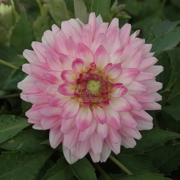 Георгин Мелоди Лиза (Dahlia Melody Lizza) — фото 2