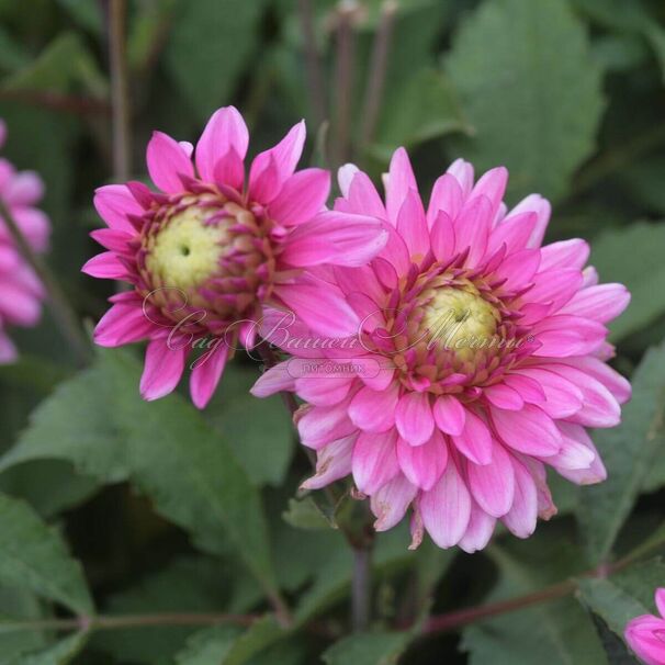 Георгин Мелоди Лиза (Dahlia Melody Lizza) — фото 3
