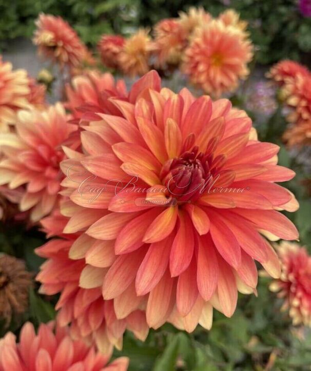 Георгин Мелоди Свинг (Dahlia Melody Swing) — фото 2