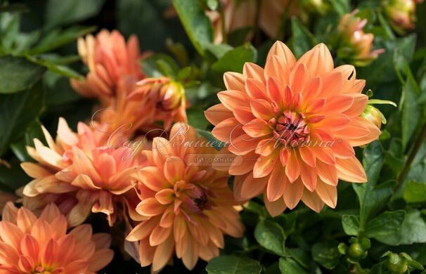 Георгин Мелоди Свинг (Dahlia Melody Swing) — фото 3