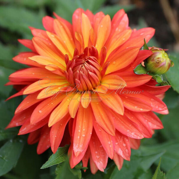 Георгин Мелоди Свинг (Dahlia Melody Swing) — фото 4