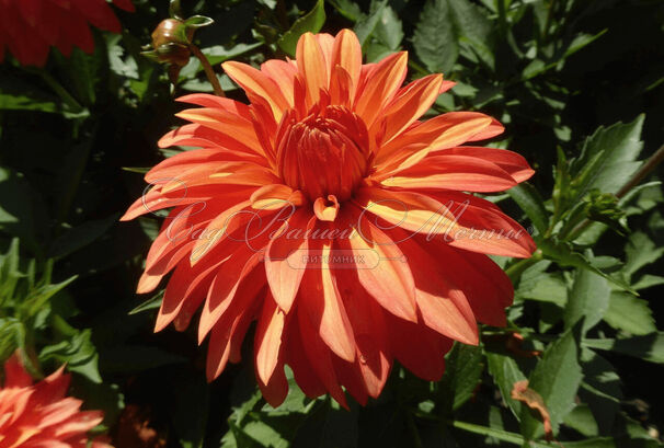 Георгин Мелоди Свинг (Dahlia Melody Swing) — фото 5