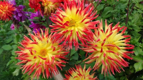 Георгин Мерлуза (Dahlia Merluza) — фото 2