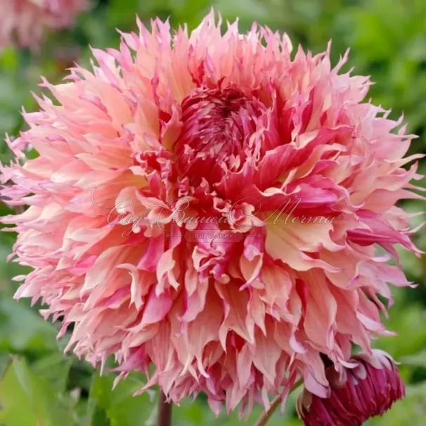 Георгин Мертис Фолли (Dahlia Myrtle's Folly) — фото 2