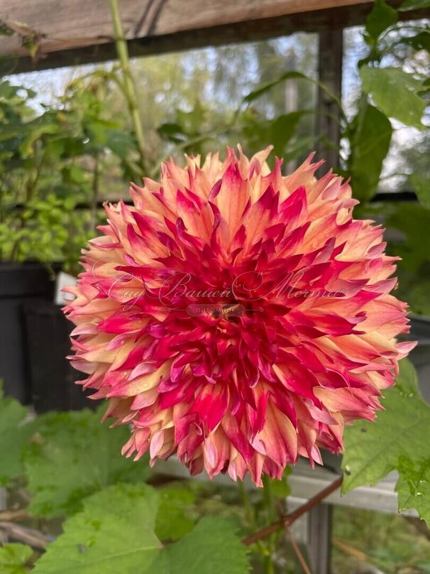 Георгин Мертис Фолли (Dahlia Myrtle's Folly) — фото 3