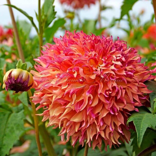 Георгин Мертис Фолли (Dahlia Myrtle's Folly) — фото 5