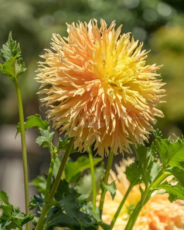 Георгин Мингус Джошуа (Dahlia Mingus Joshua) — фото 2