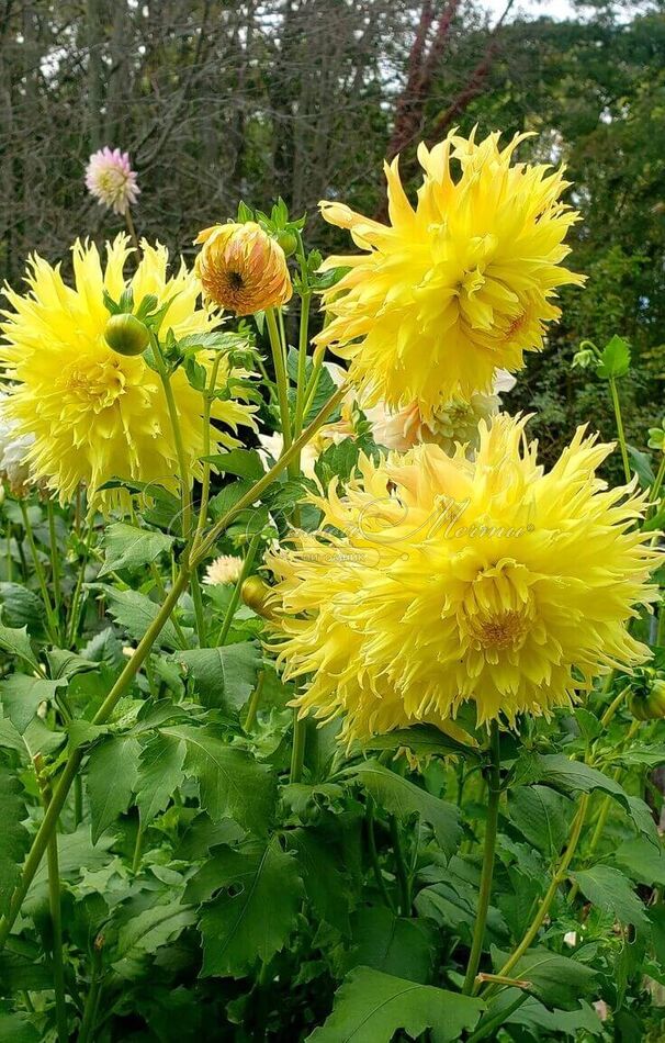 Георгин Мингус Джошуа (Dahlia Mingus Joshua) — фото 3